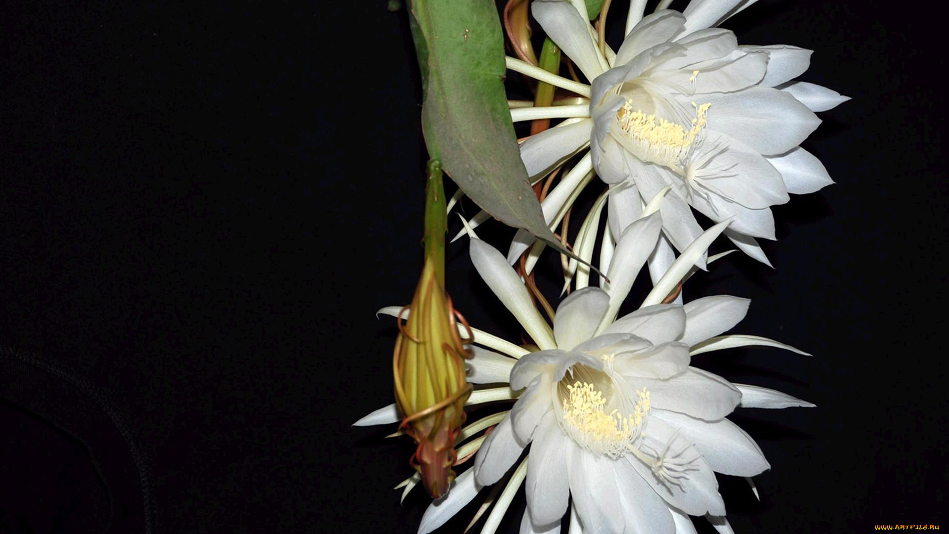 цветы, кактусы, бутоны