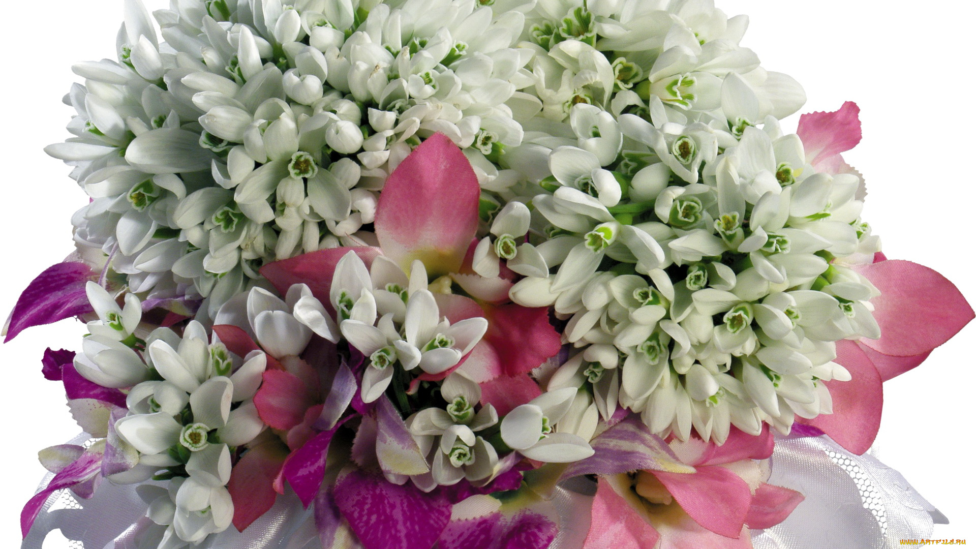 цветы, подснежники, белоцветник