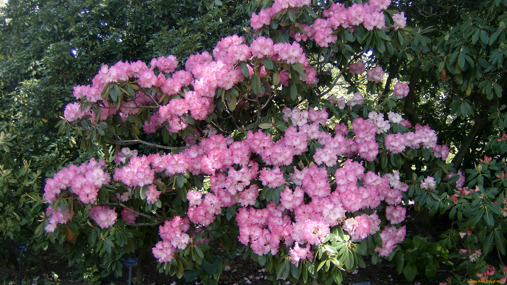 цветы, рододендроны, азалии, азалия