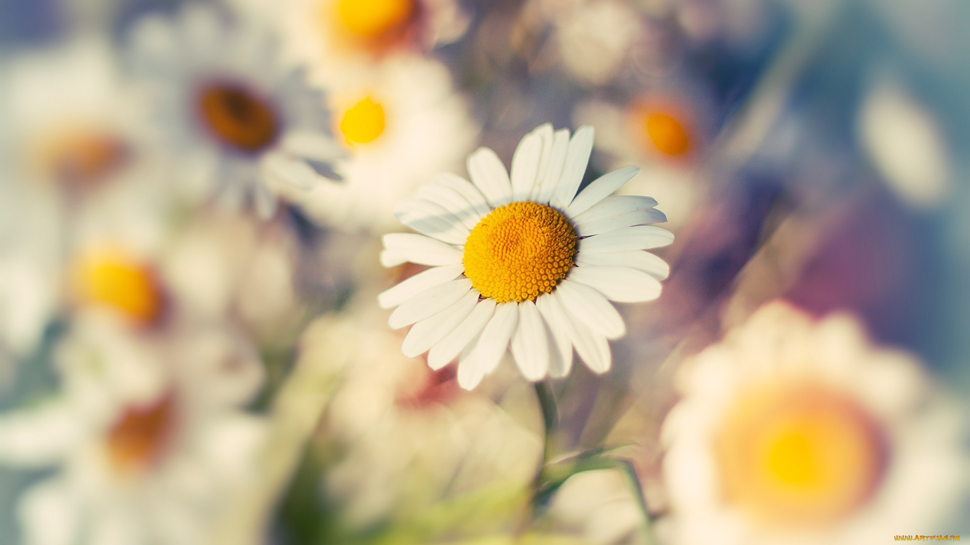 цветы, ромашки, макро