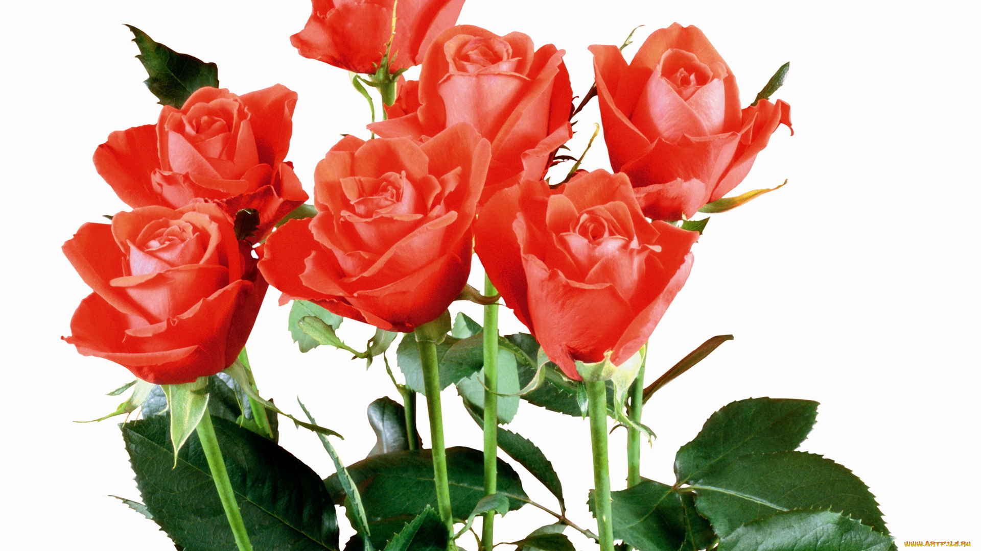 цветы, розы