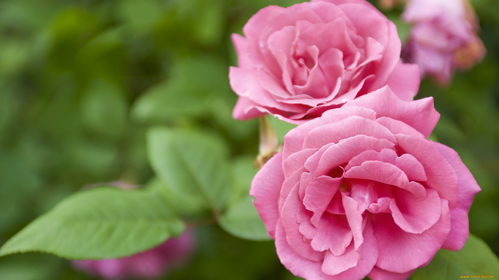 цветы, розы