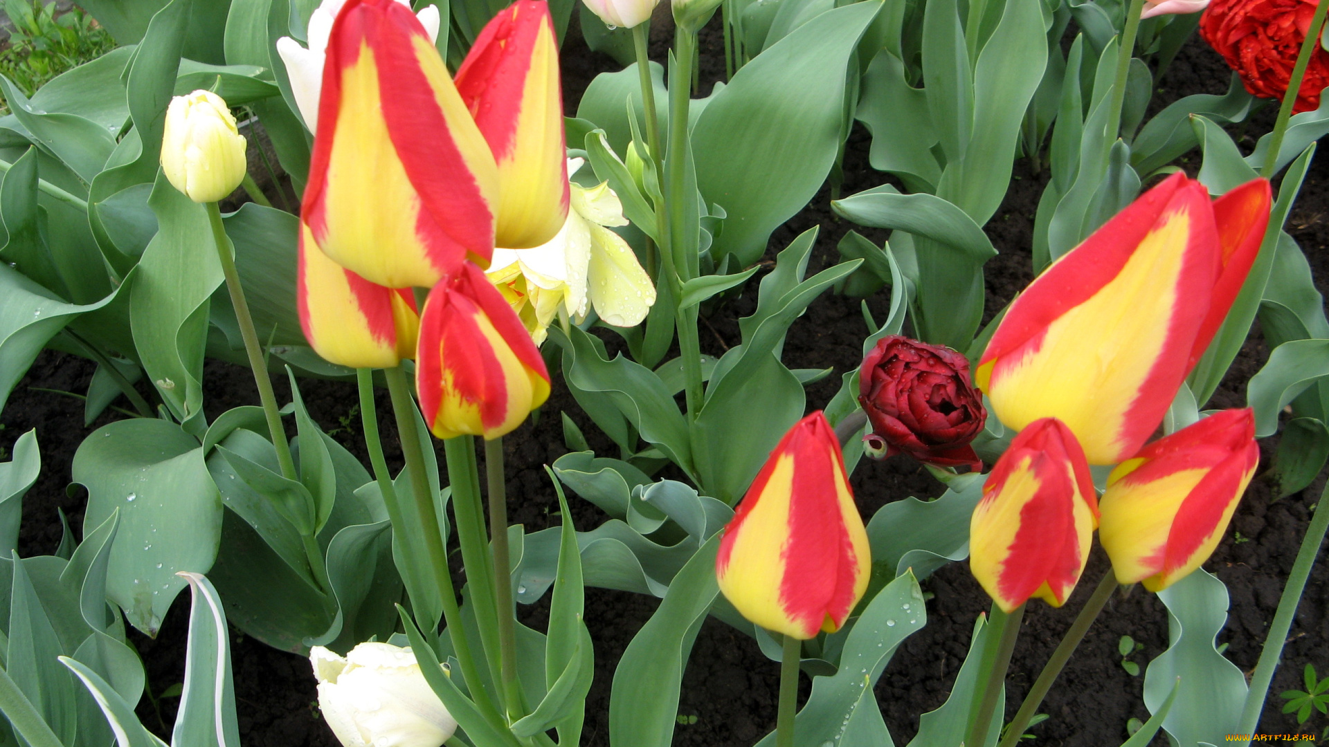 цветы, тюльпаны