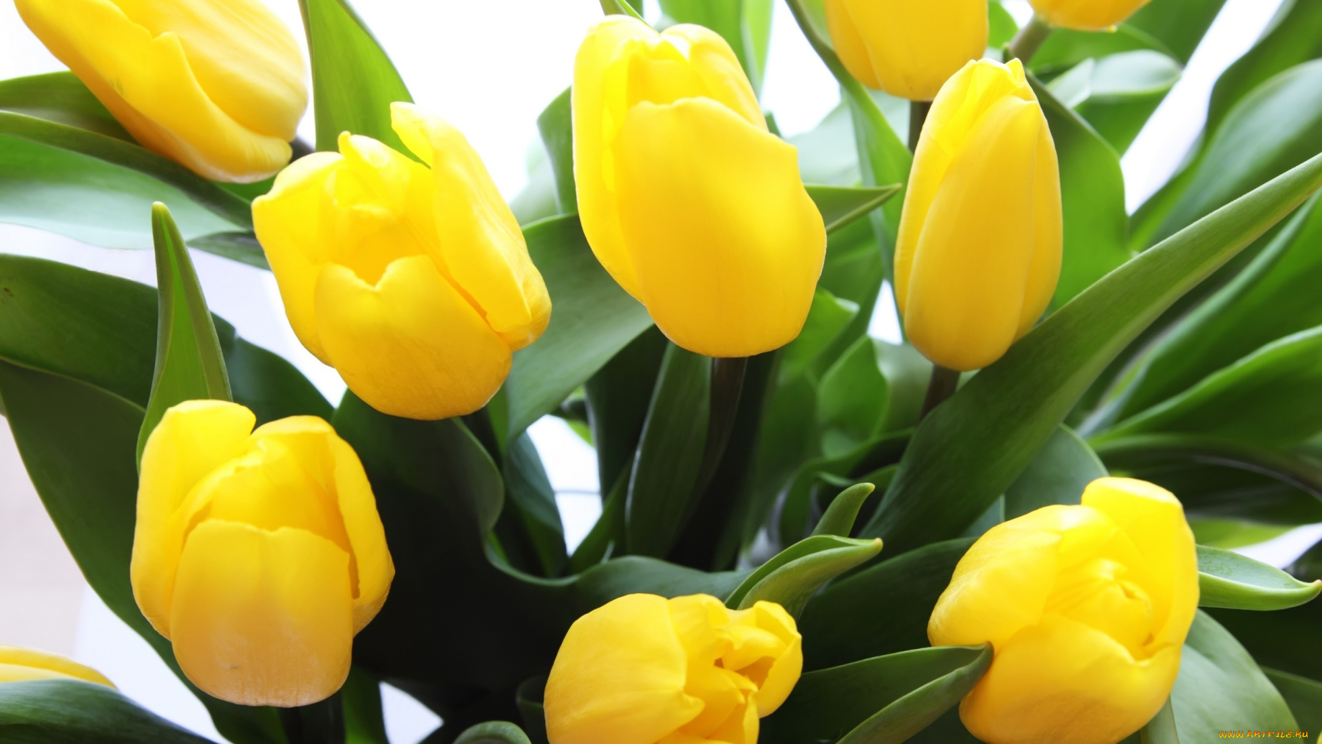 цветы, тюльпаны, желтый