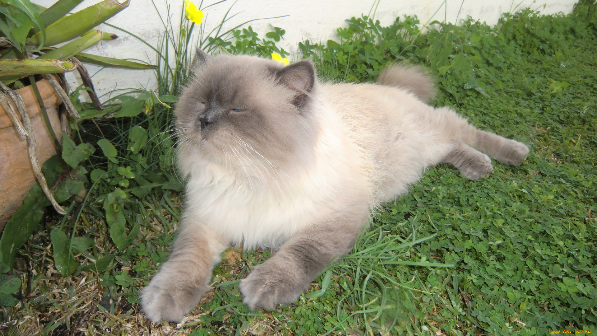 животные, коты, cat