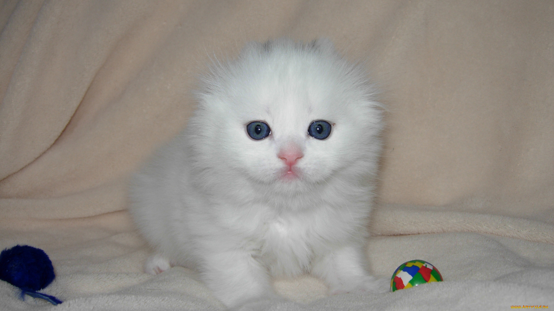 животные, коты, scottish, fold