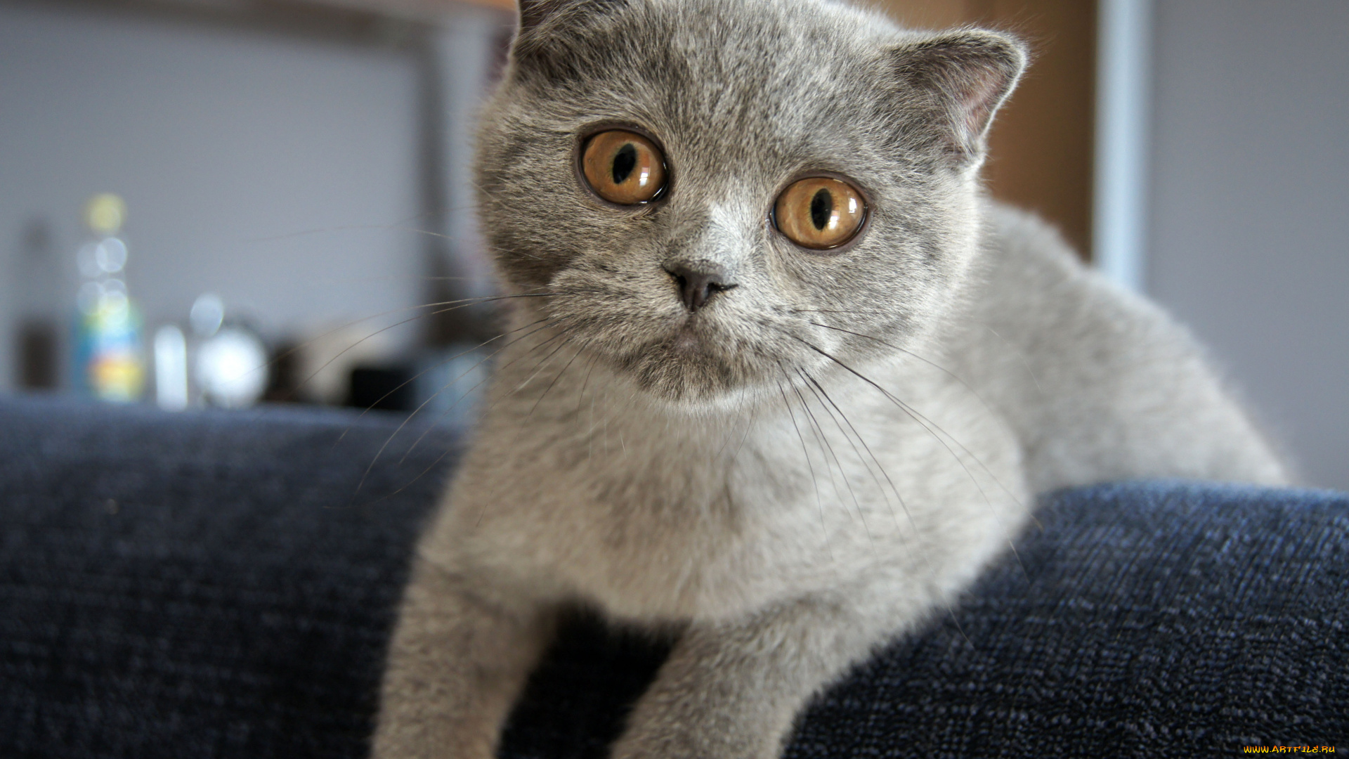 животные, коты, scottish, fold, шотландский