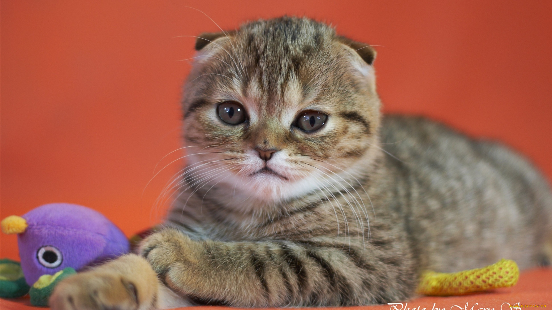 животные, коты, scottish, fold, вислоухий, шотландский