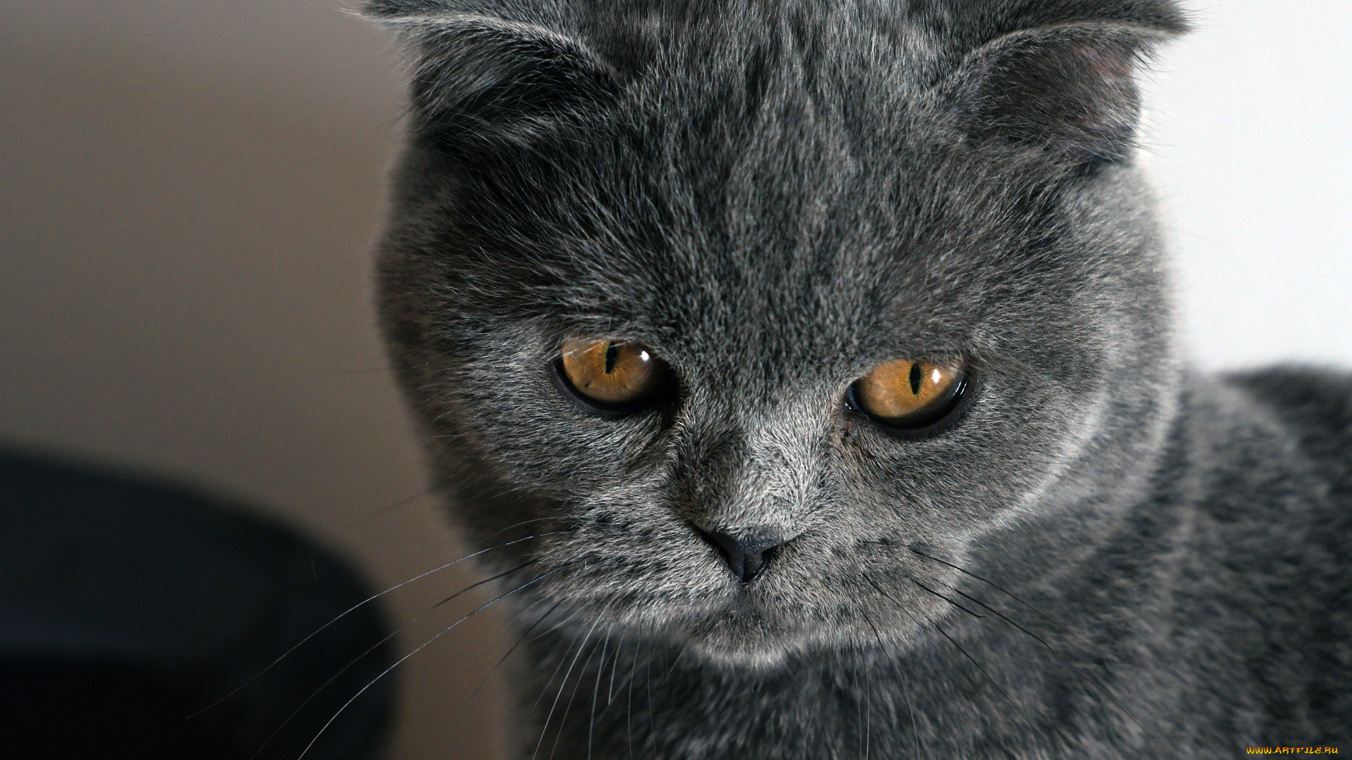 животные, коты, scottish, fold, вислоухий, шотландский