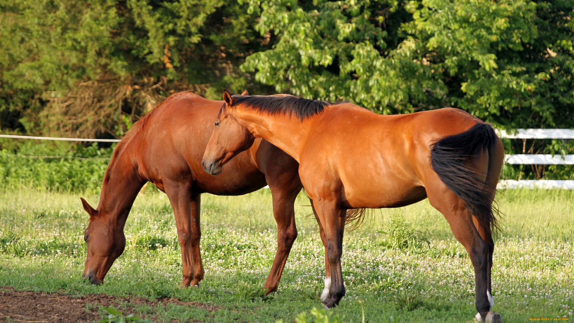 животные, лошади, лошадьи, трава