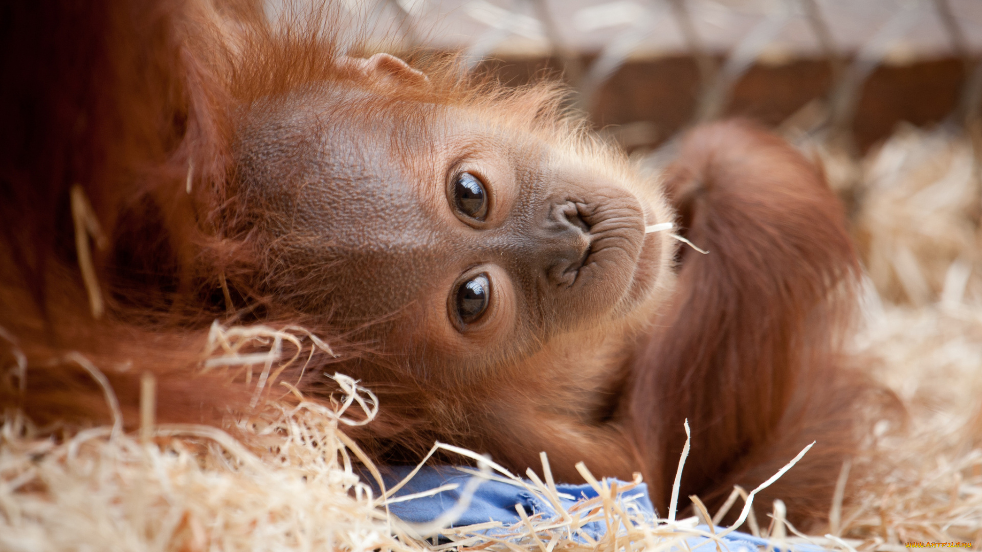животные, обезьяны, детёныш, орангутан