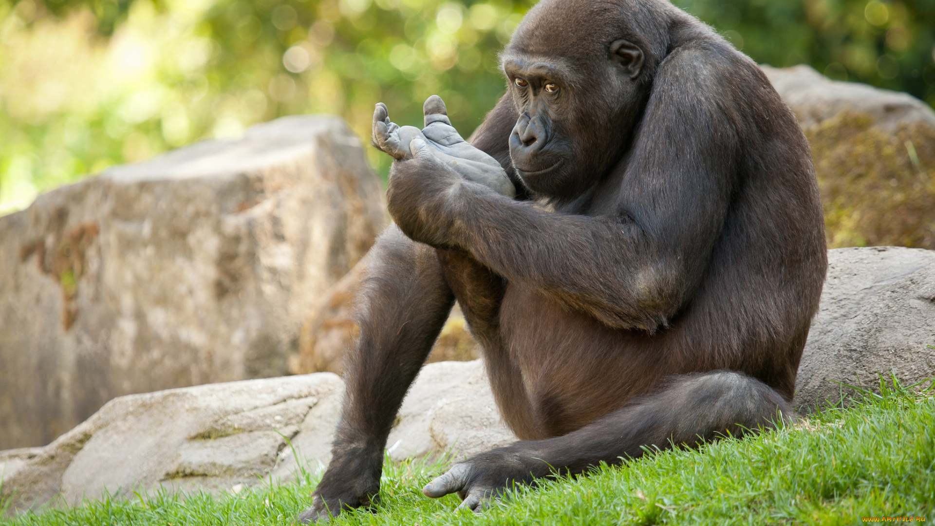 животные, обезьяны, камни, трава, горилла