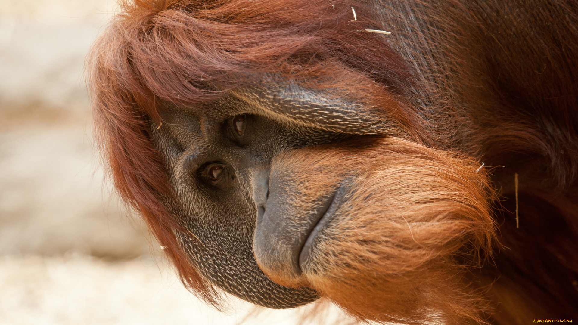 животные, обезьяны, орангутан