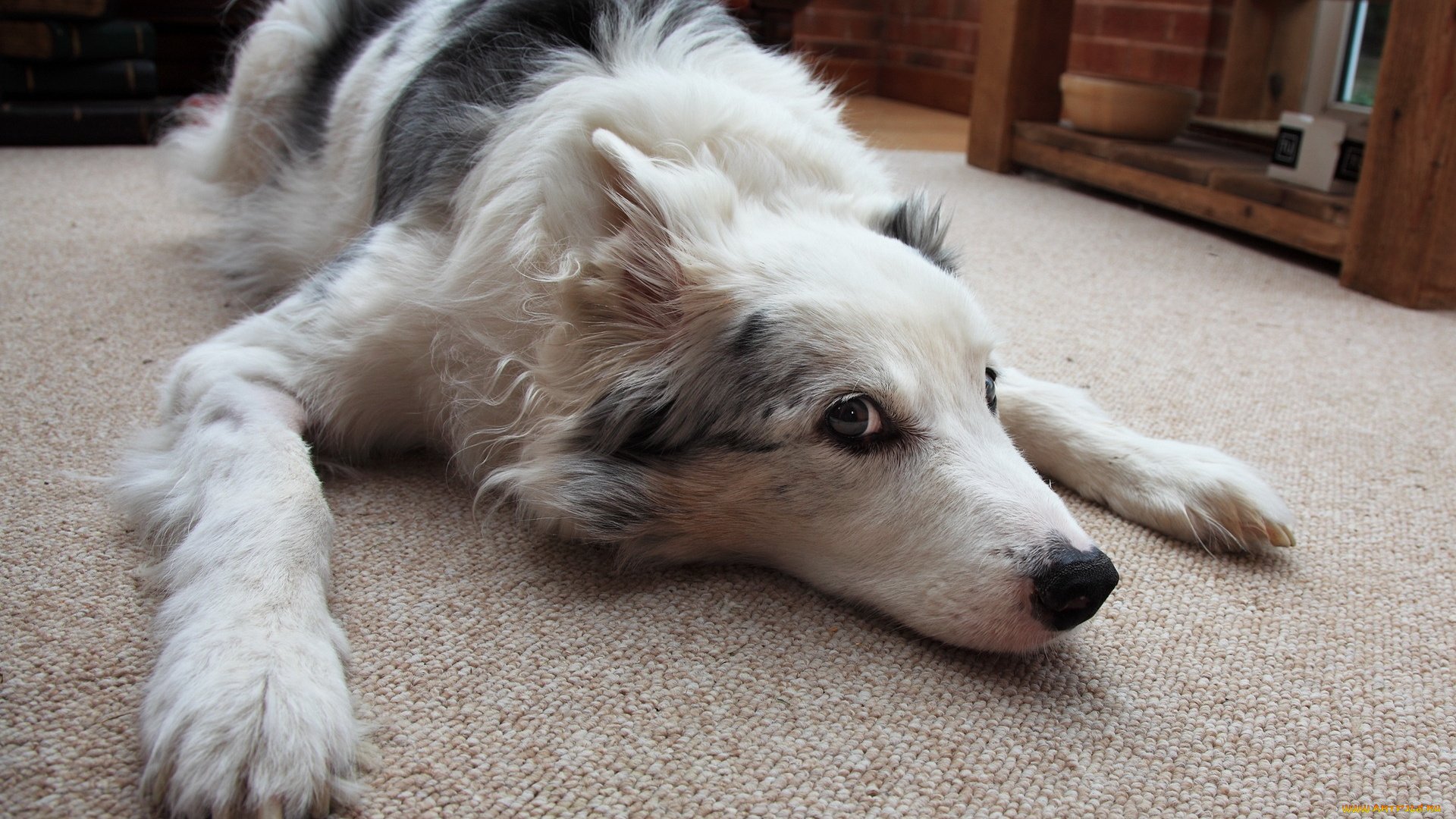 животные, собаки, дом, взгляд, собака