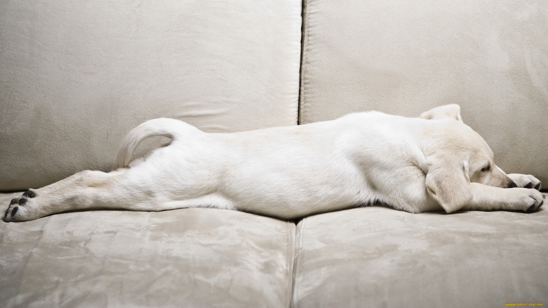 животные, собаки, собака