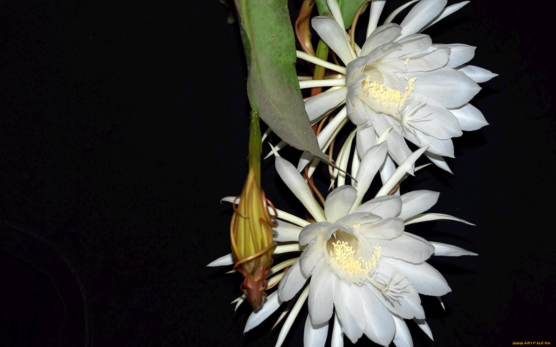 цветы, кактусы, бутоны