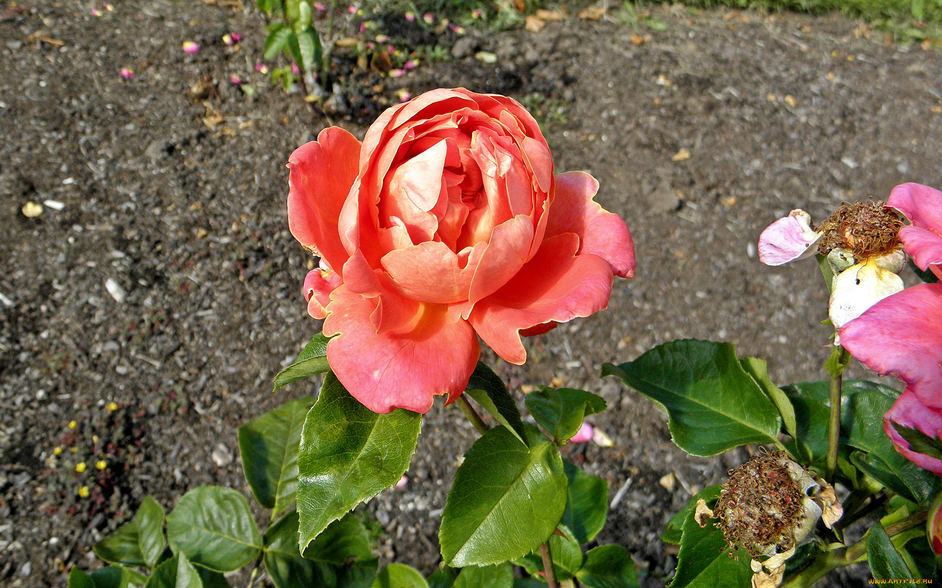 цветы, розы, роза