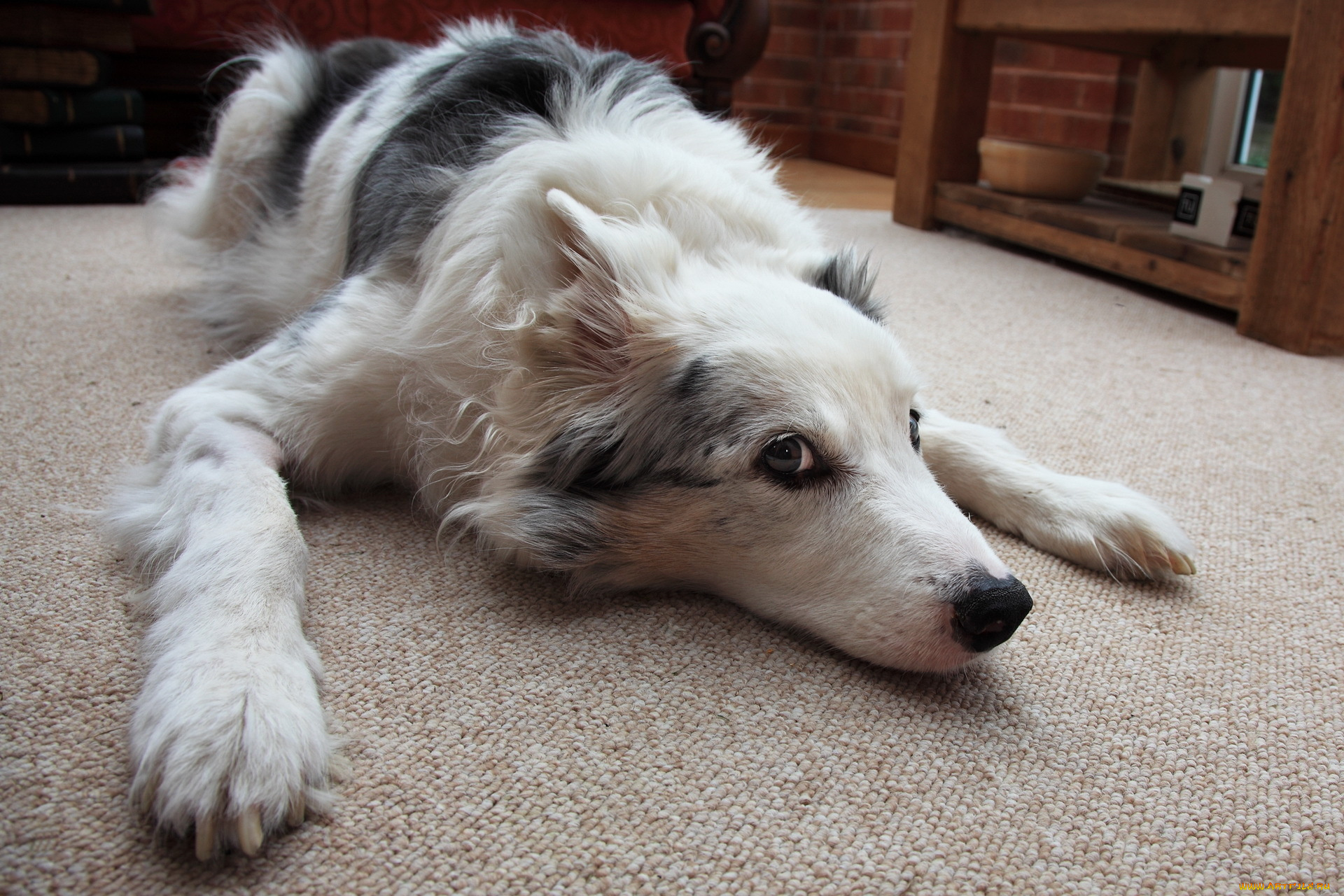 животные, собаки, дом, взгляд, собака