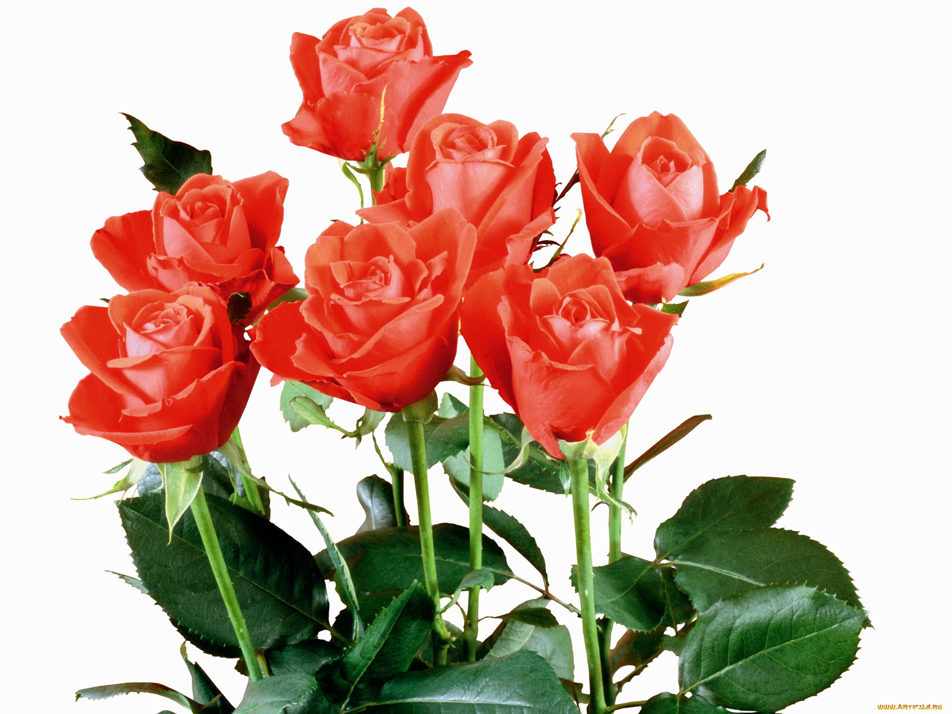 цветы, розы