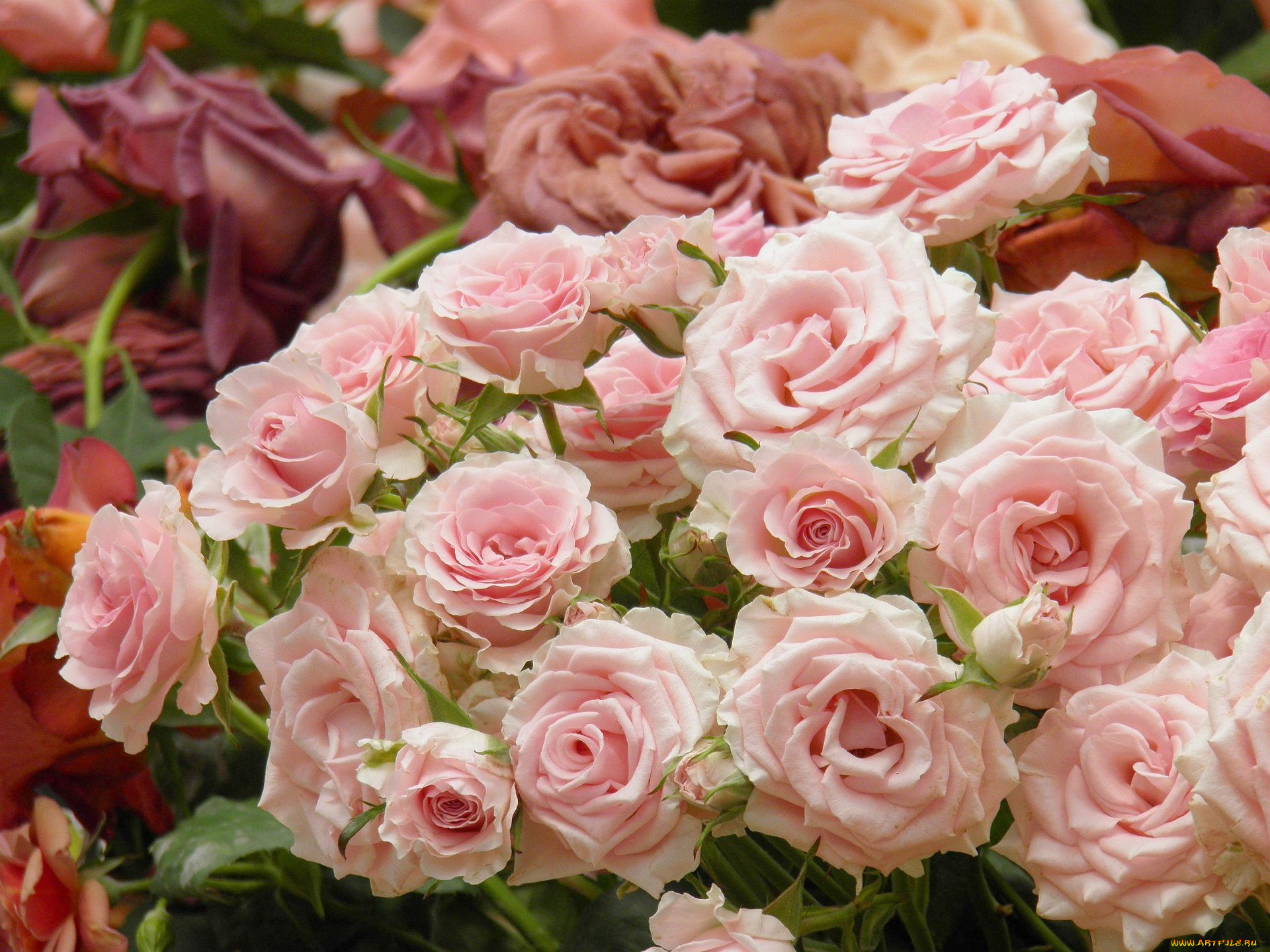 цветы, розы