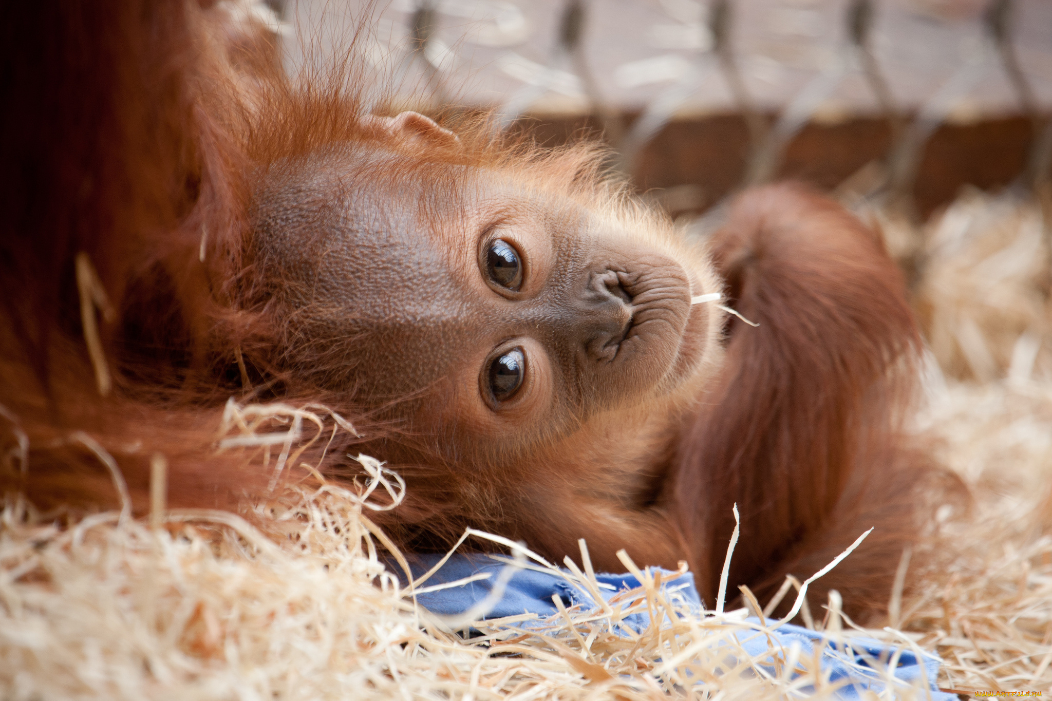 животные, обезьяны, детёныш, орангутан