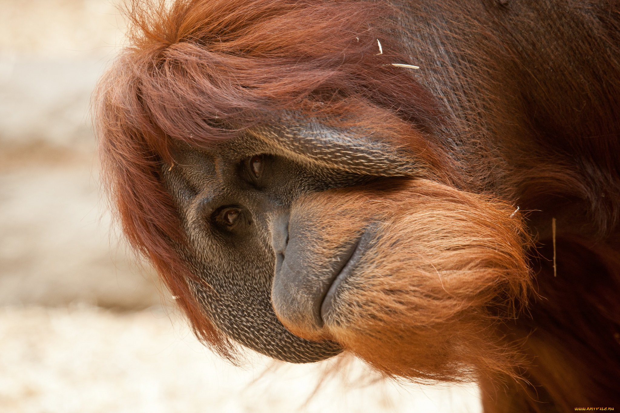 животные, обезьяны, орангутан
