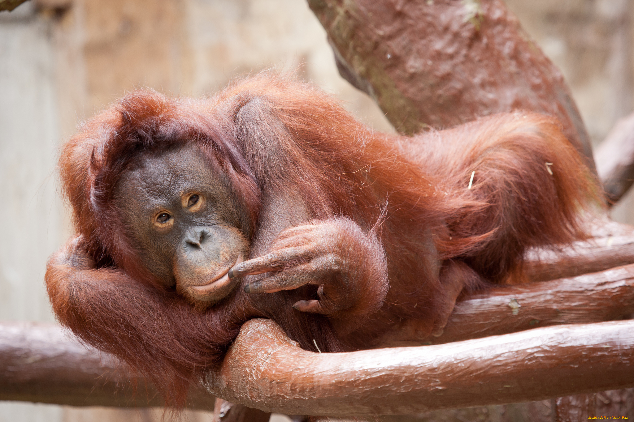 животные, обезьяны, орангутан