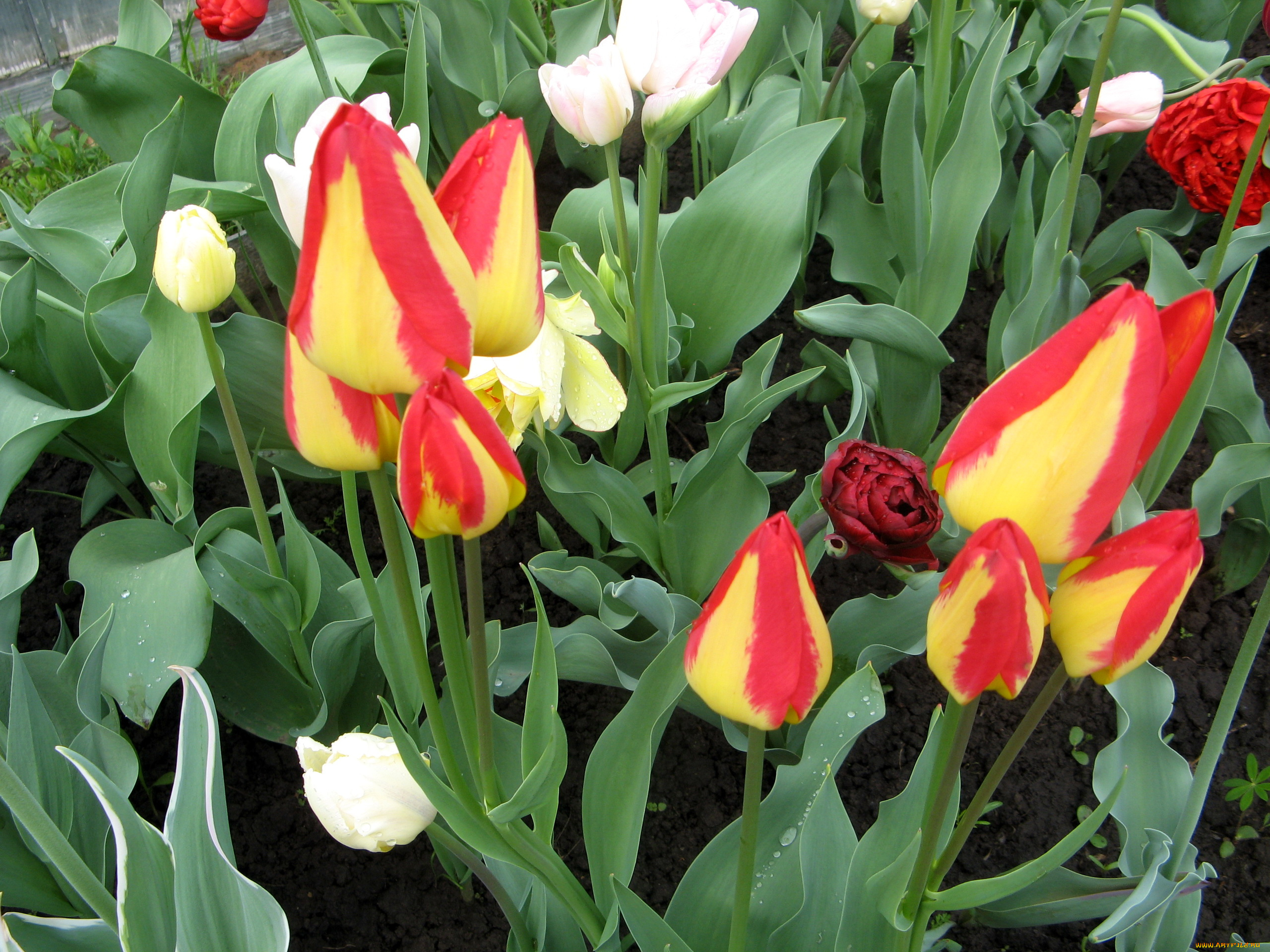 цветы, тюльпаны