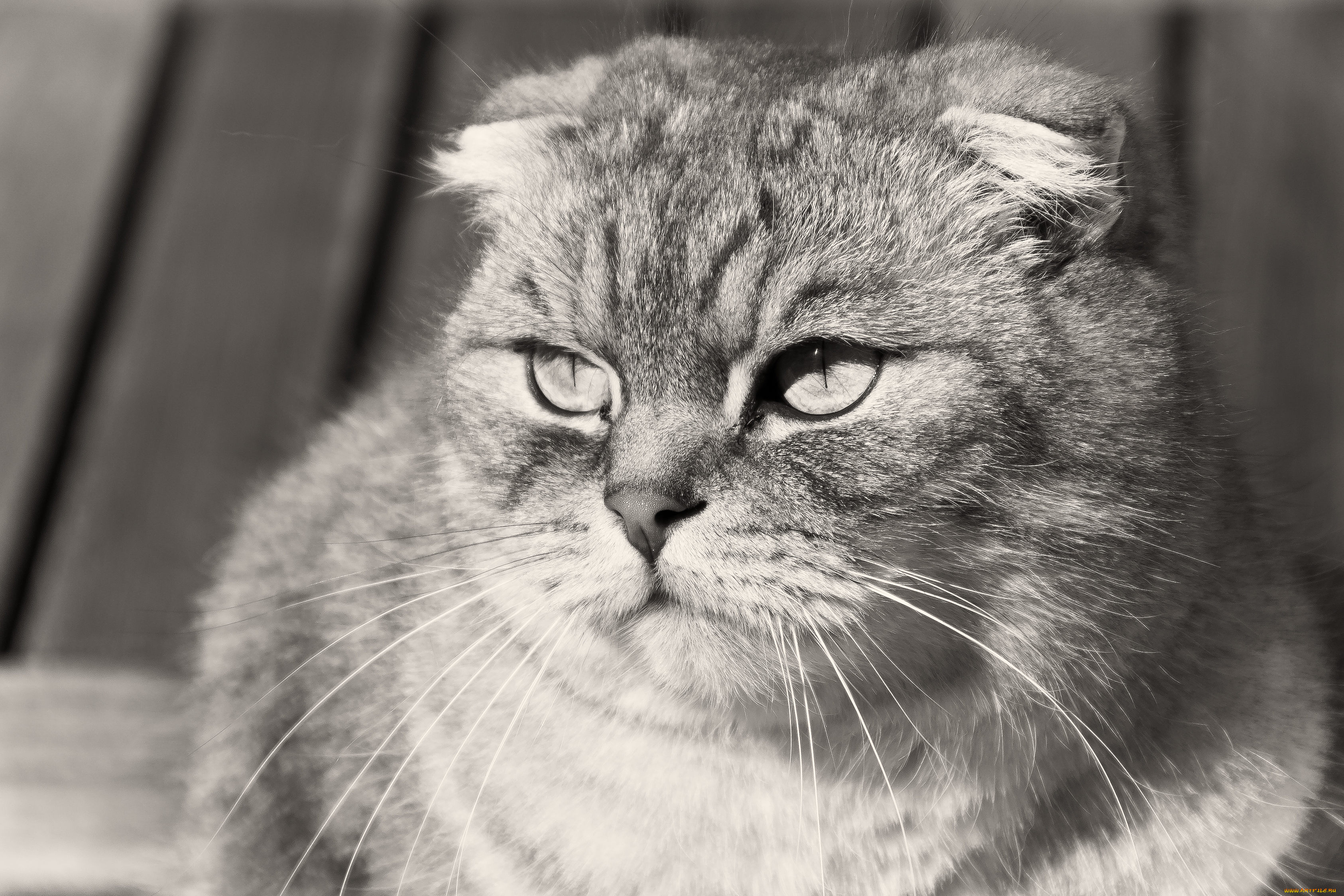 животные, коты, scottish, fold, вислоухий, шотландский