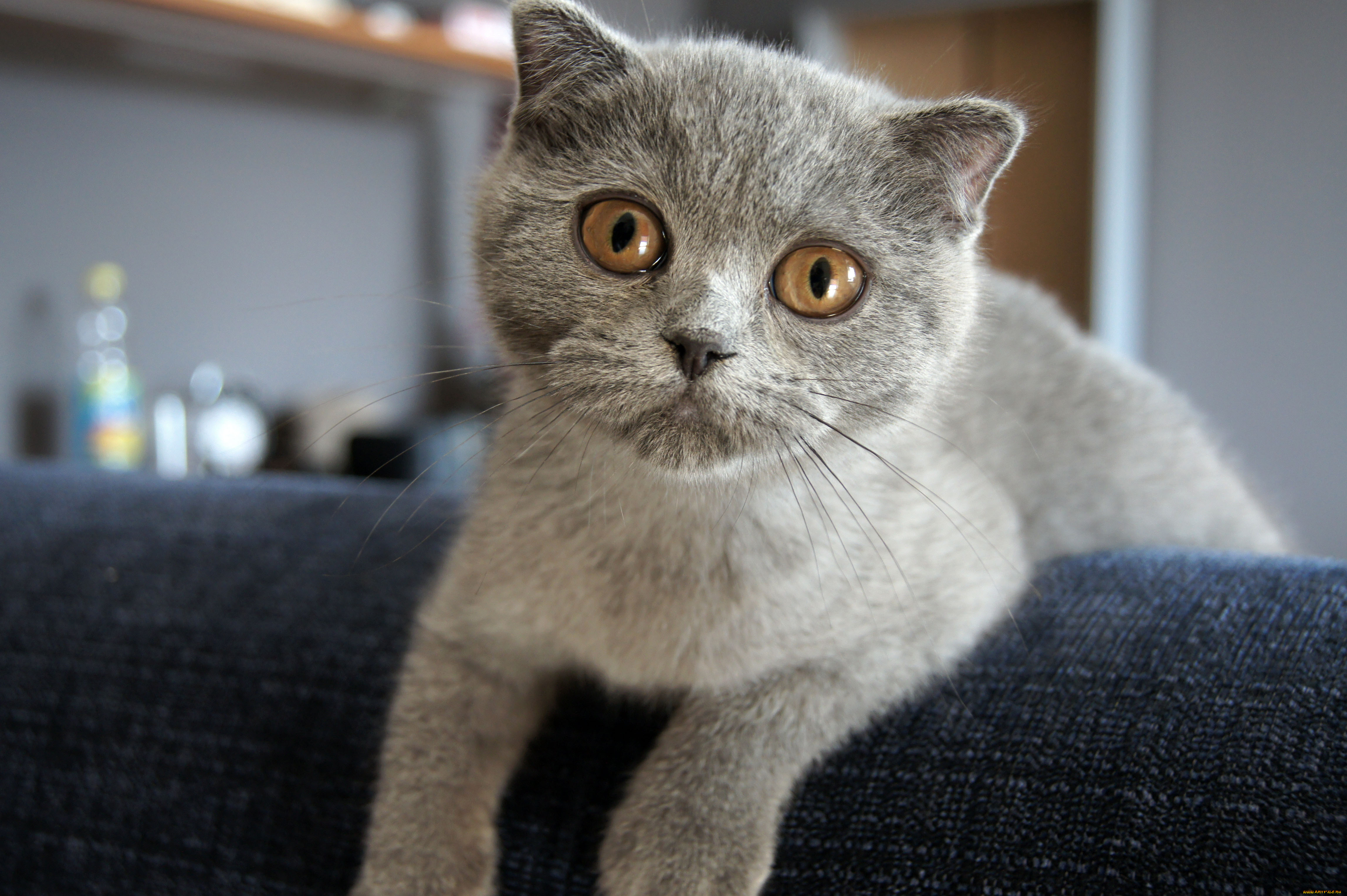 животные, коты, scottish, fold, шотландский