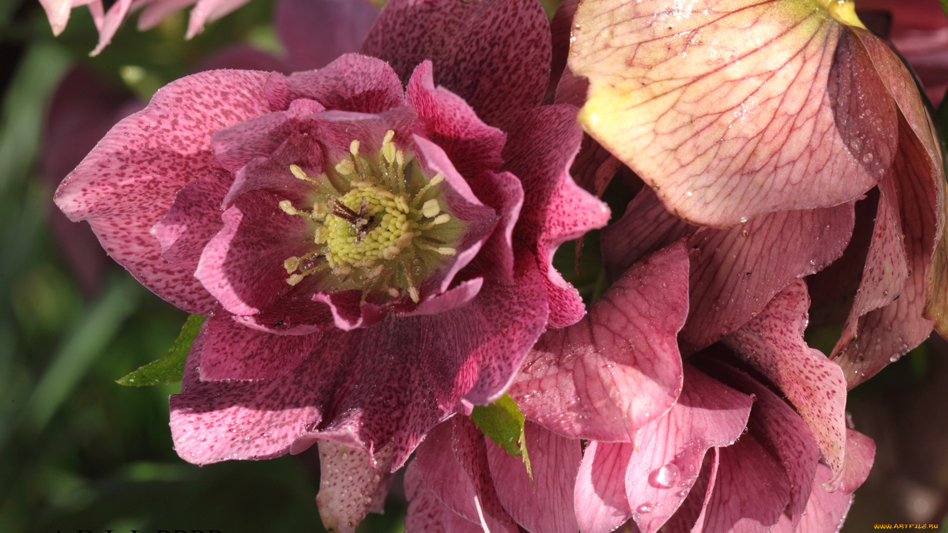 цветы, геллеборус, , морозник, макро