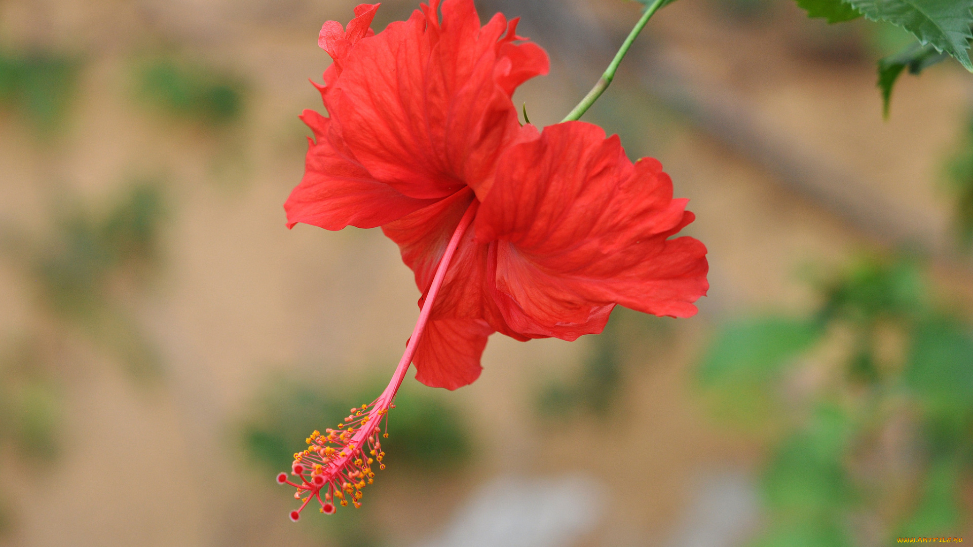 цветы, гибискусы, красный