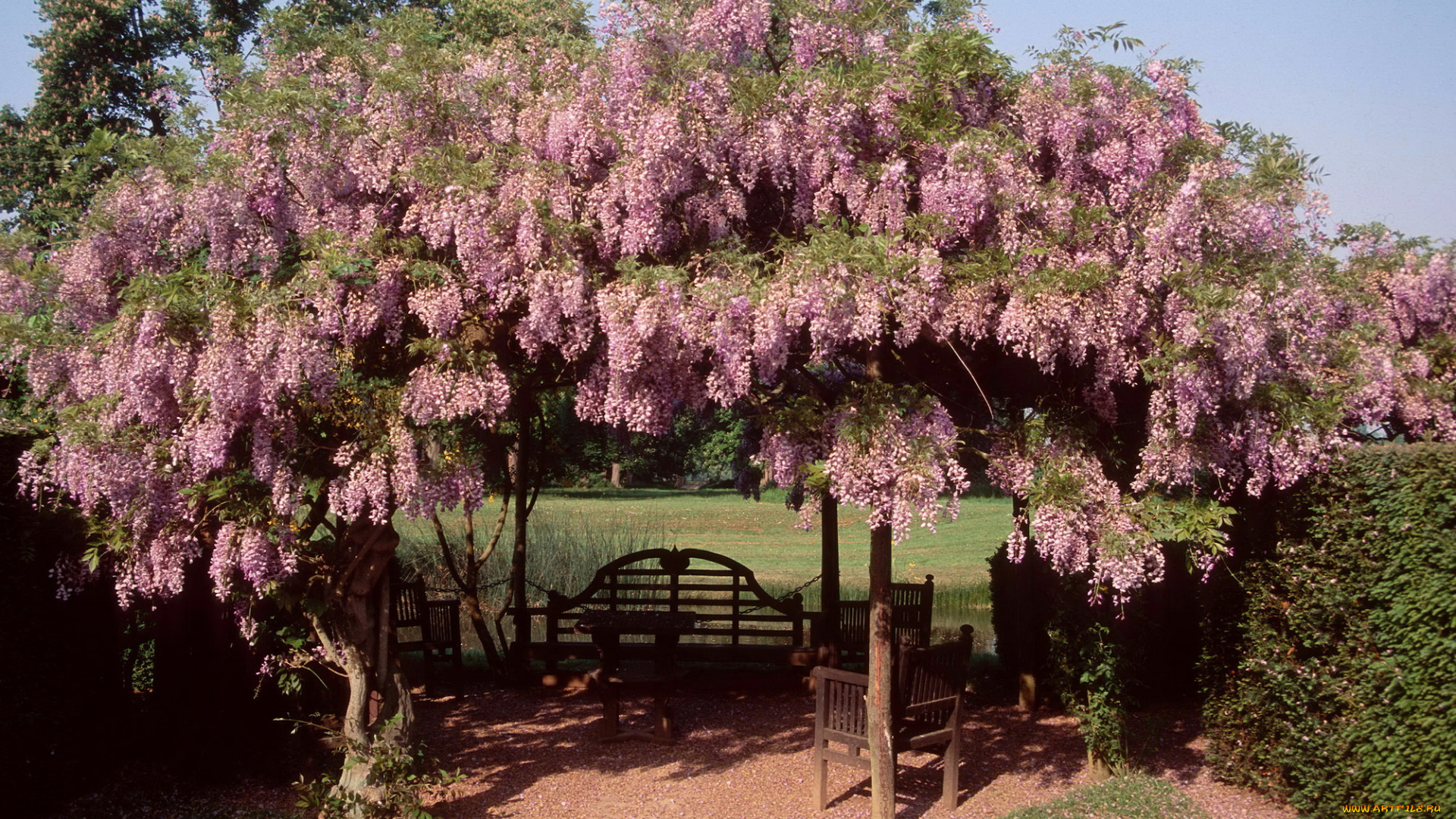 цветы, глициния, скамейка, вистерия