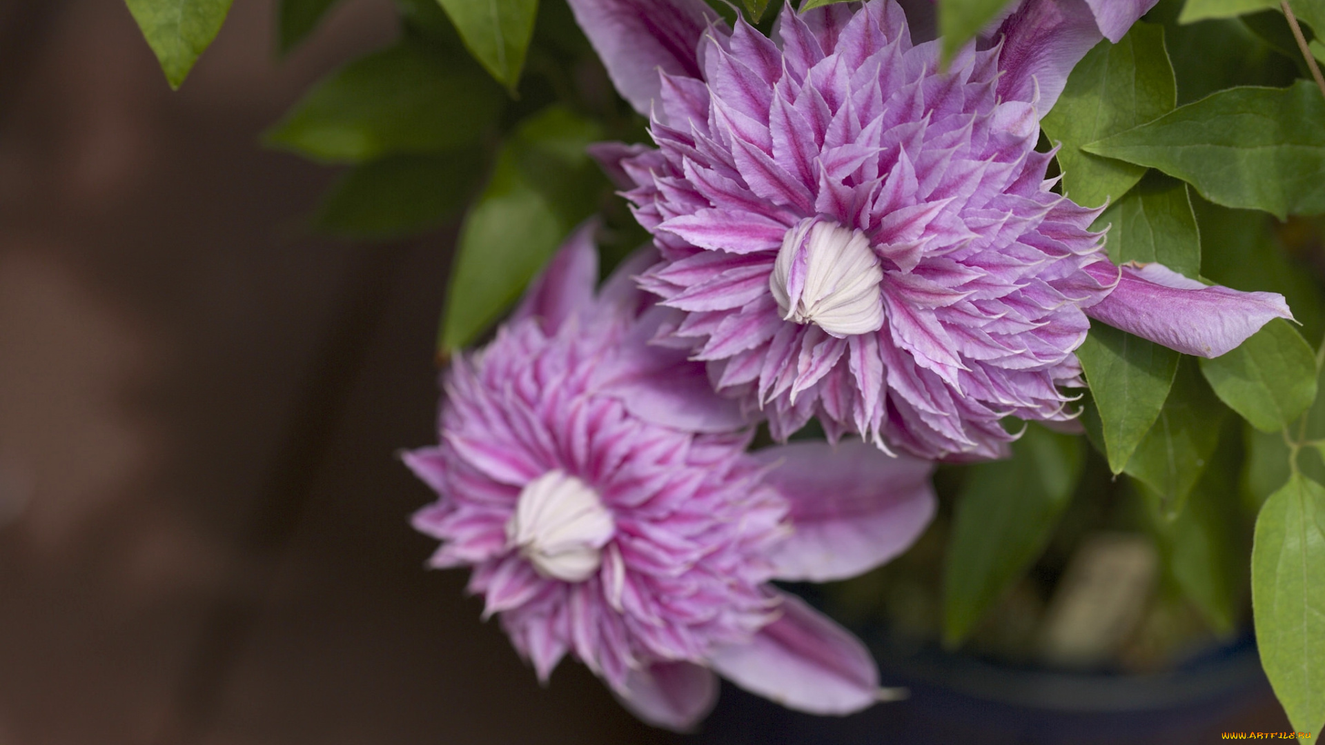 цветы, клематис, , ломонос, сиреневый