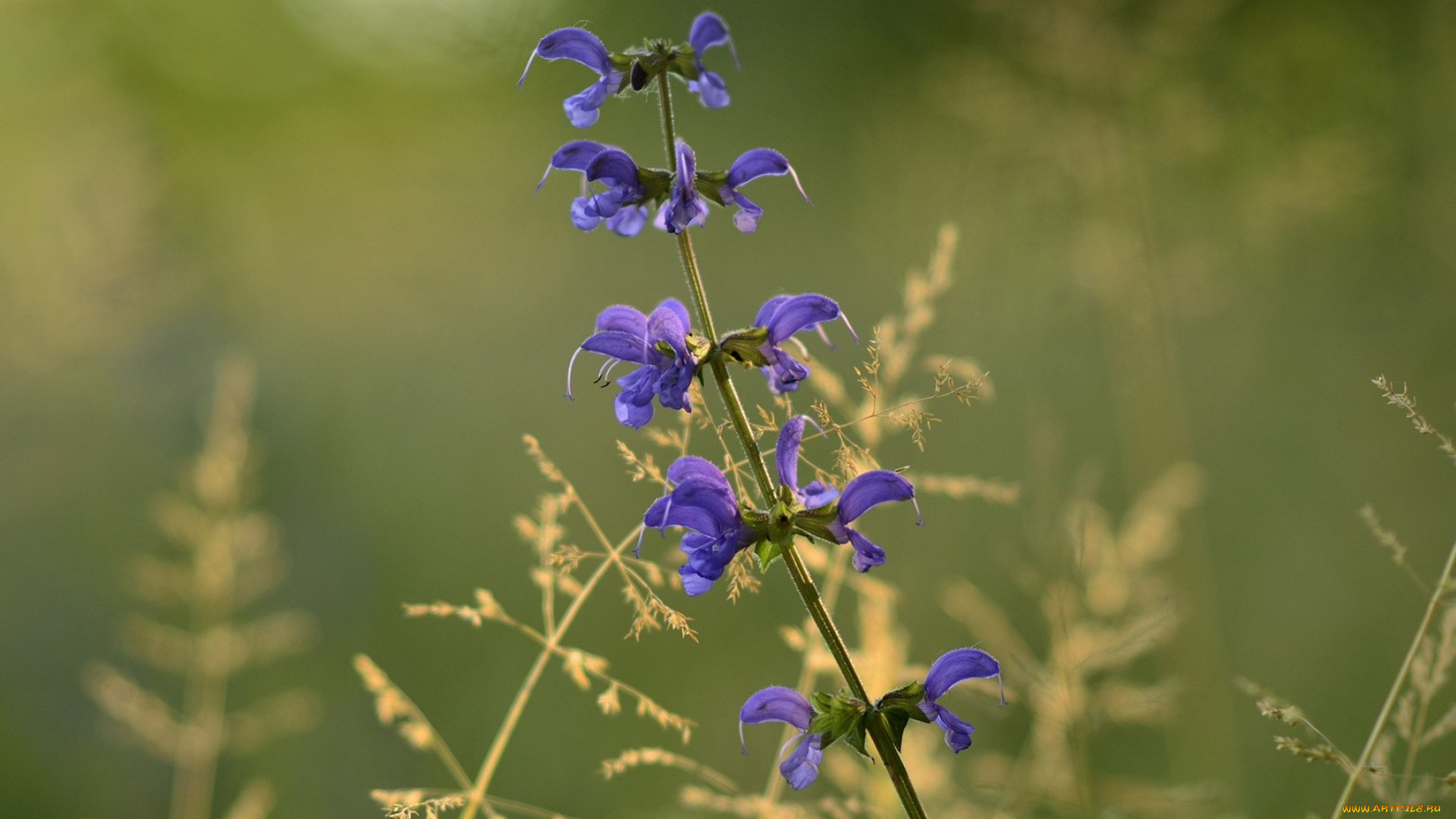 цветы, луговые, , полевые, , цветы, лепестки