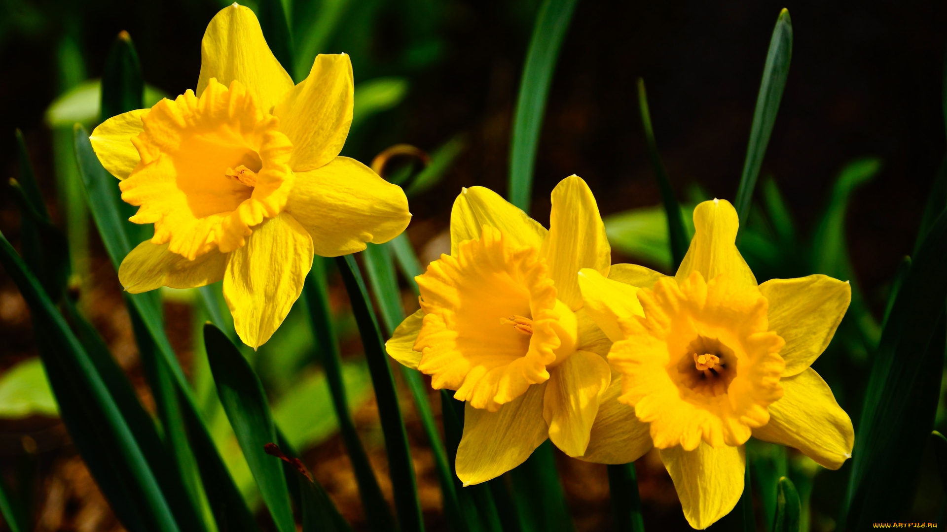 цветы, нарциссы, желтый