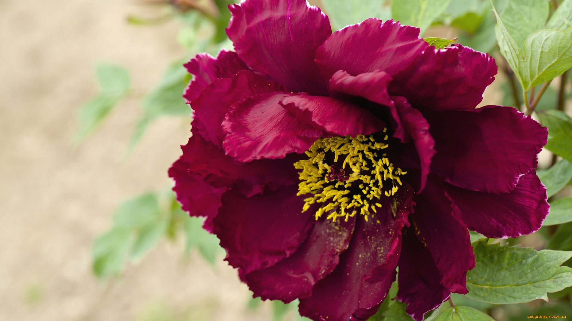 цветы, пионы, макро