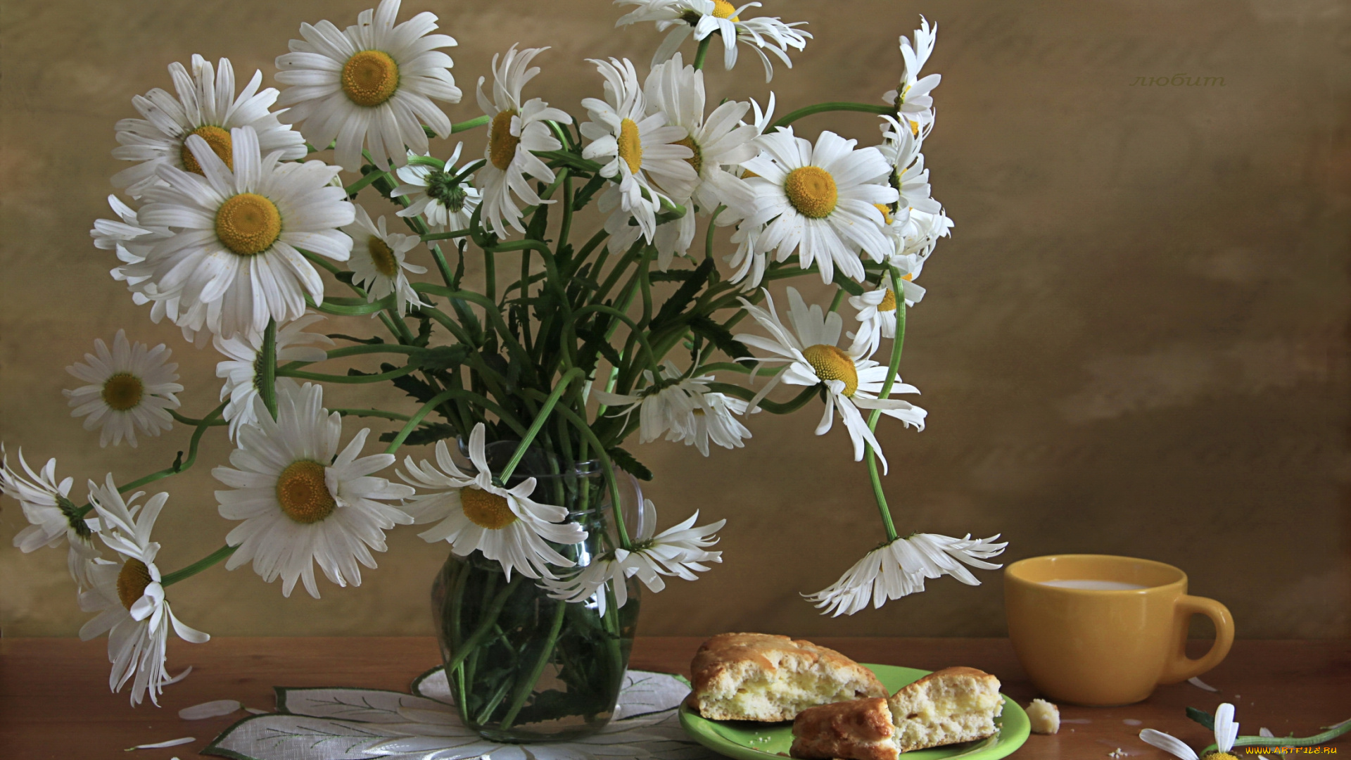 цветы, ромашки, букет