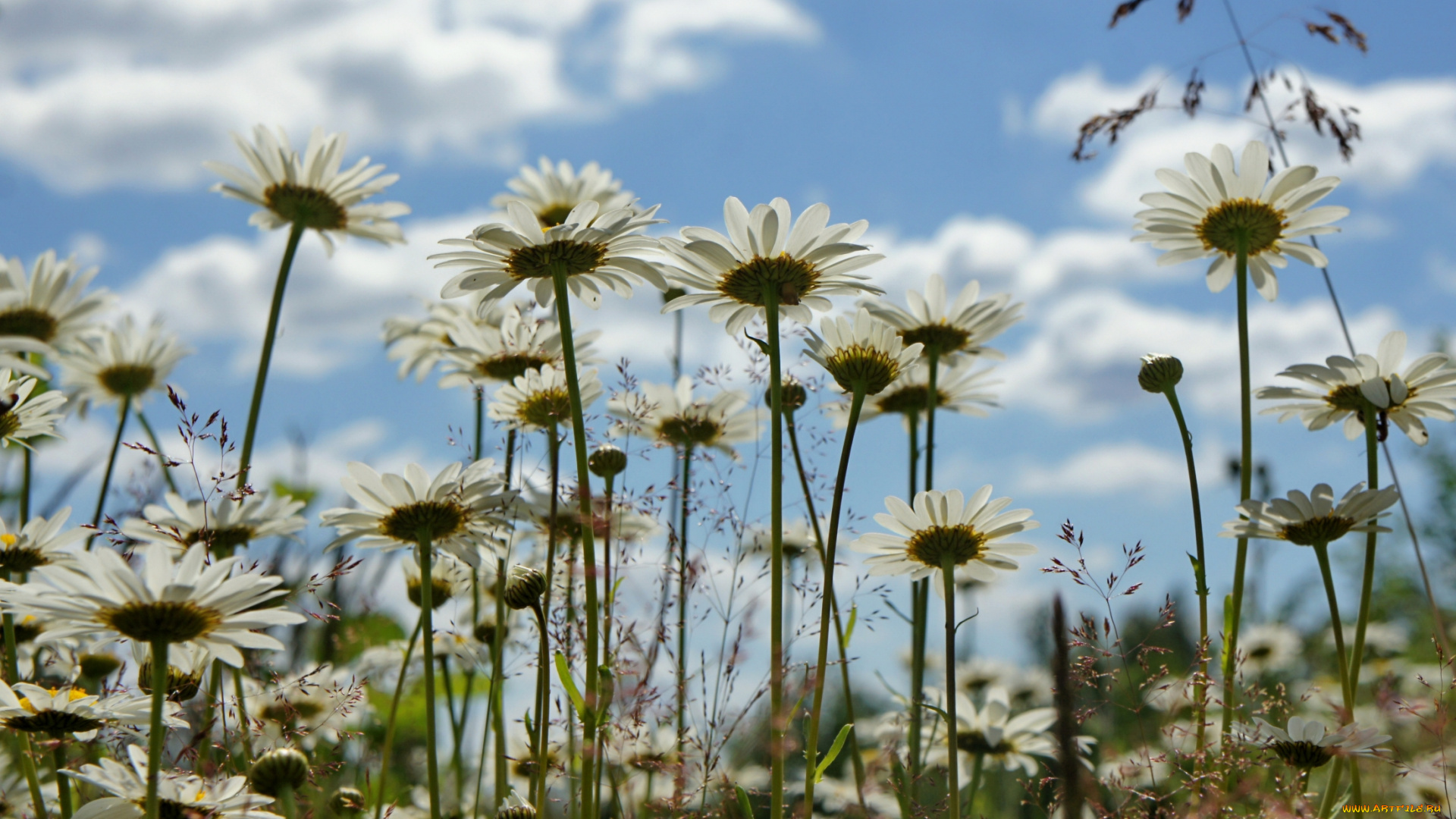 цветы, ромашки, луг