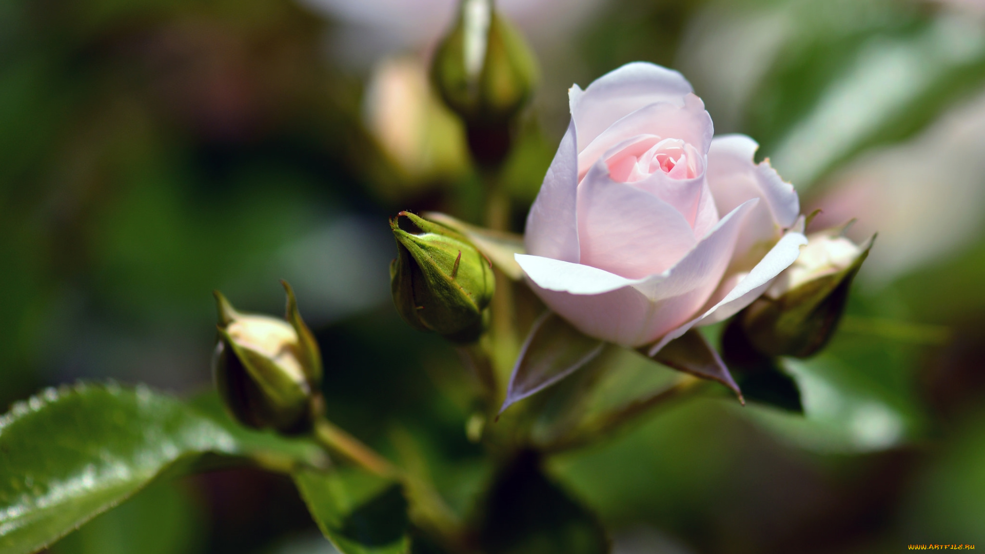 цветы, розы, бутон