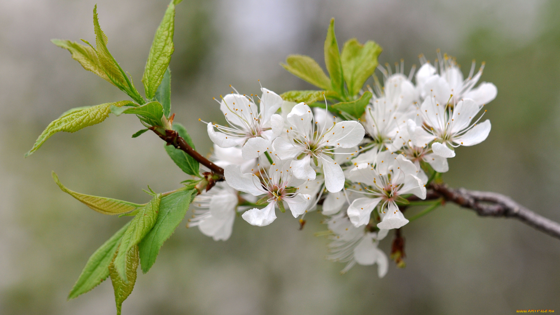 цветы, сакура, , вишня, ветка