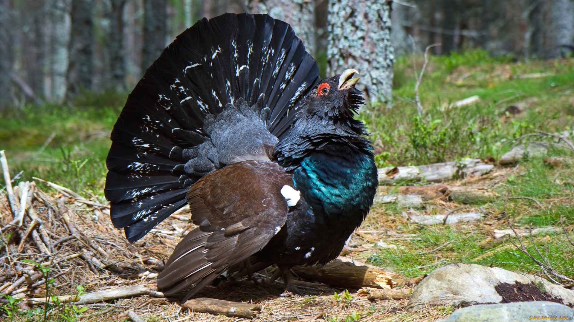животные, глухари, , тетерева, , фазаны, глухарь, наряд, токовище