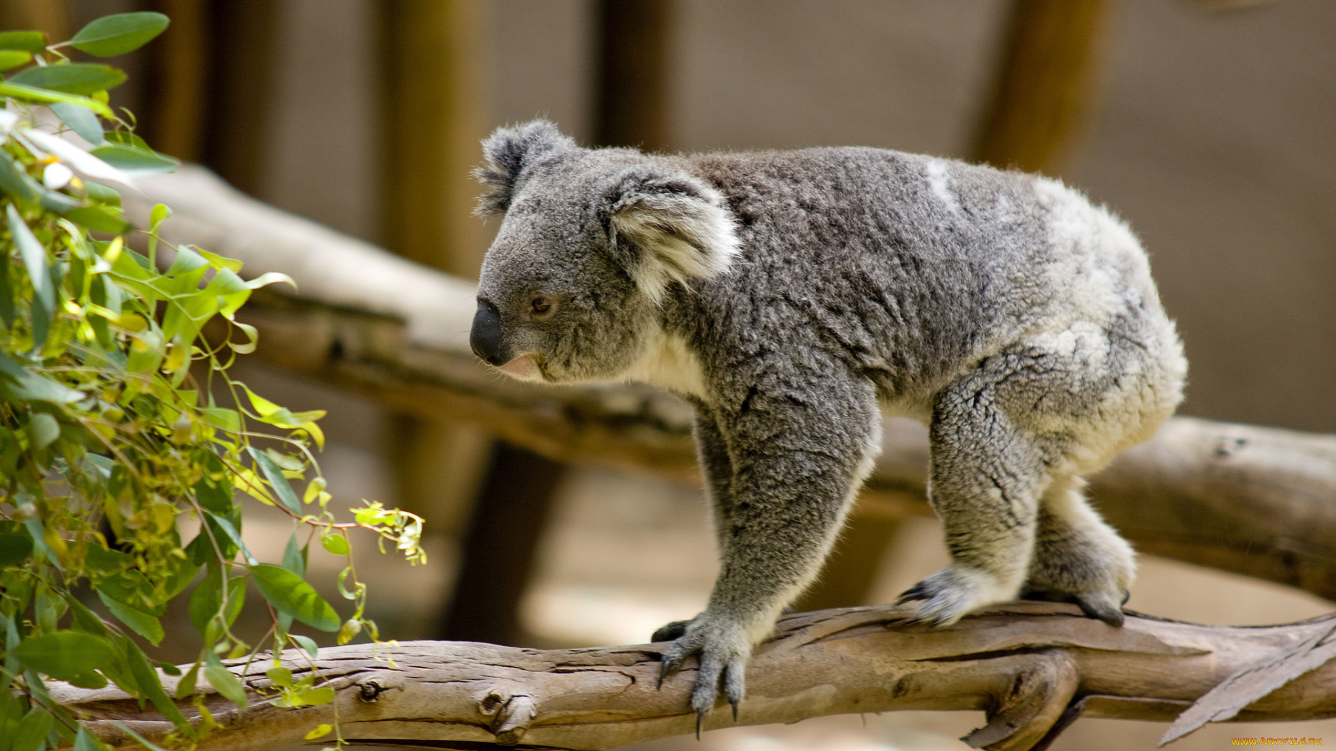 животные, коалы, ветка, дерево, коала