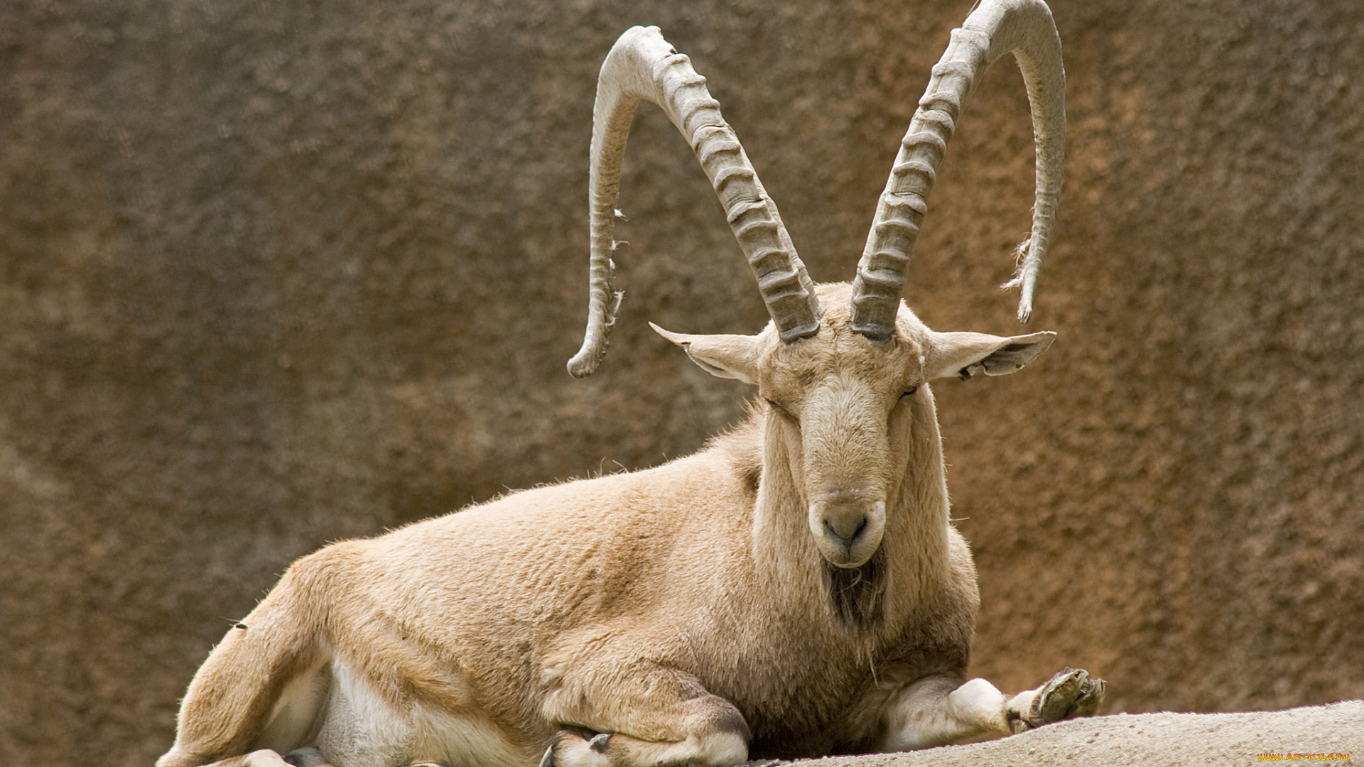 животные, козы, козерог, вольер