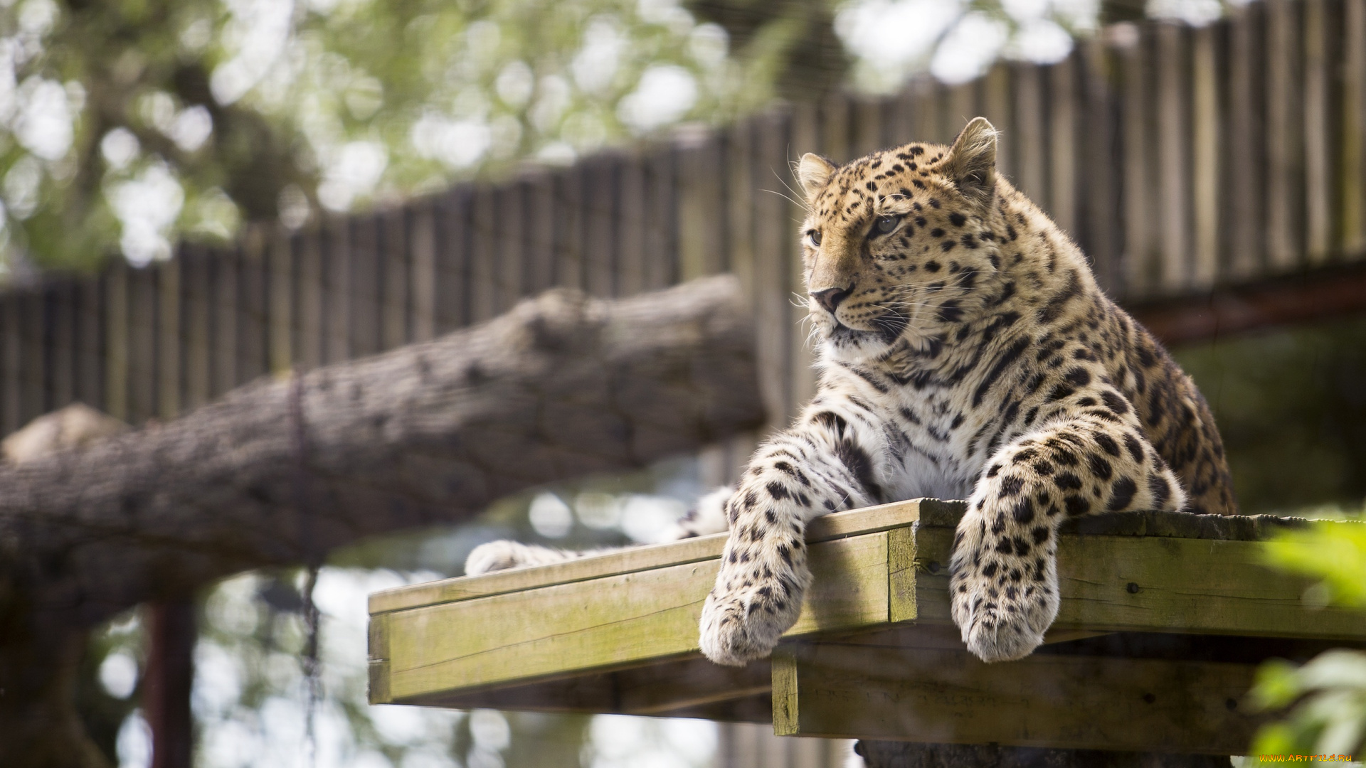 животные, леопарды, отдых, лапы, кошка, амурский