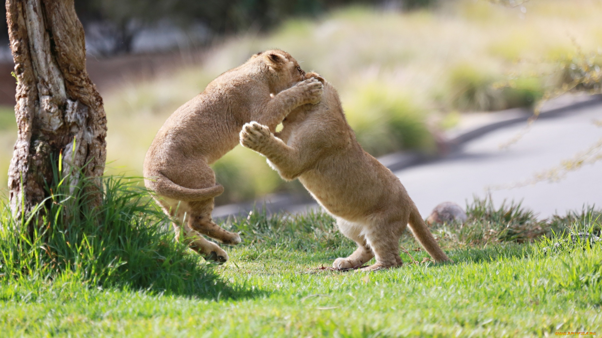 животные, львы, игра, борьба, драка, пара, детеныши, малыши, львята