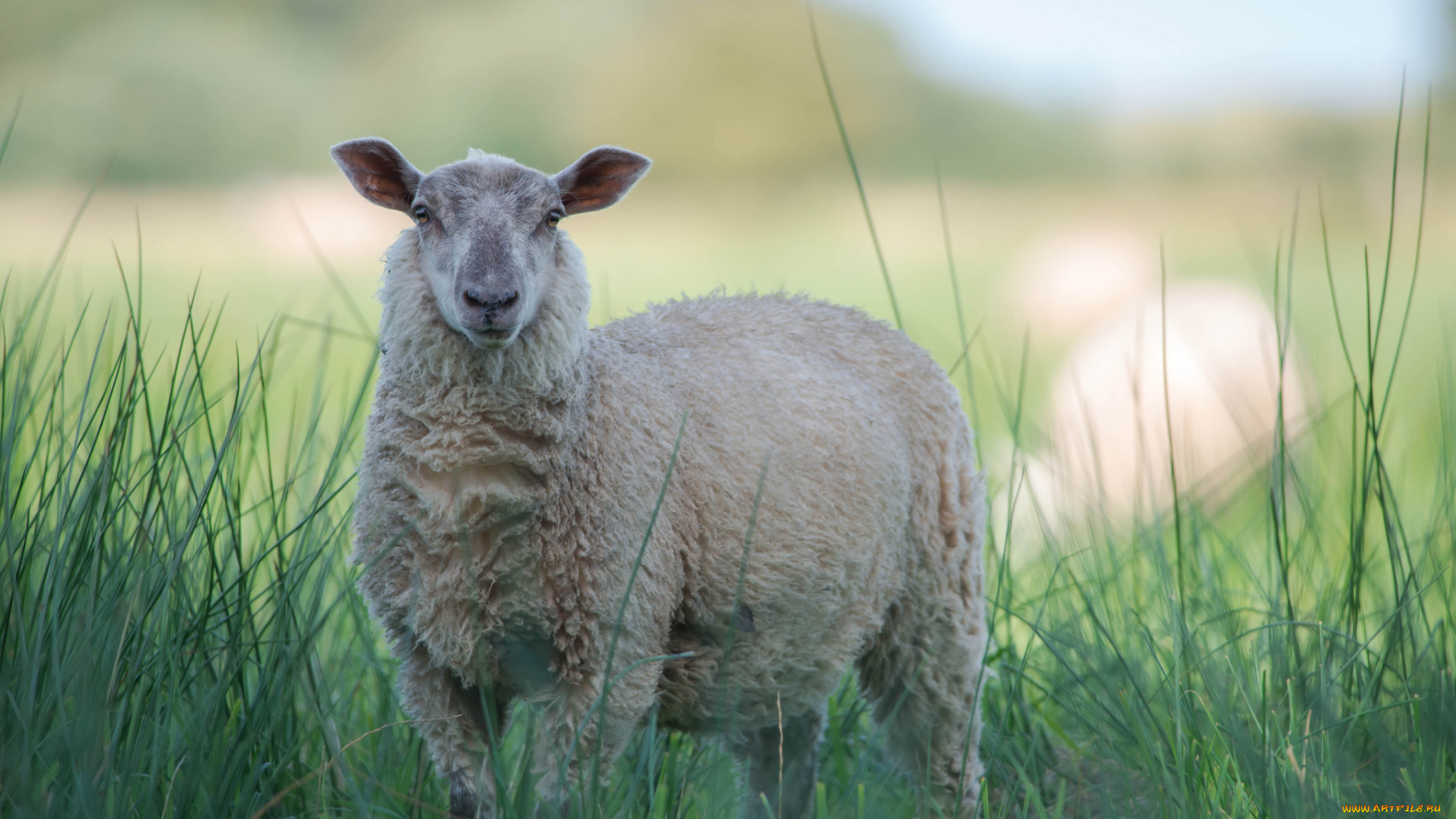 животные, овцы, , бараны, трава, овца, белая