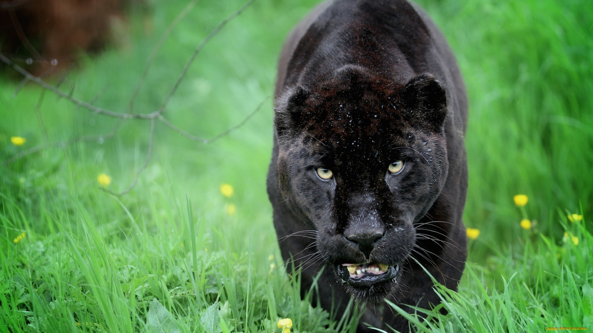 животные, пантеры, морда, кошка, ягуар, черный