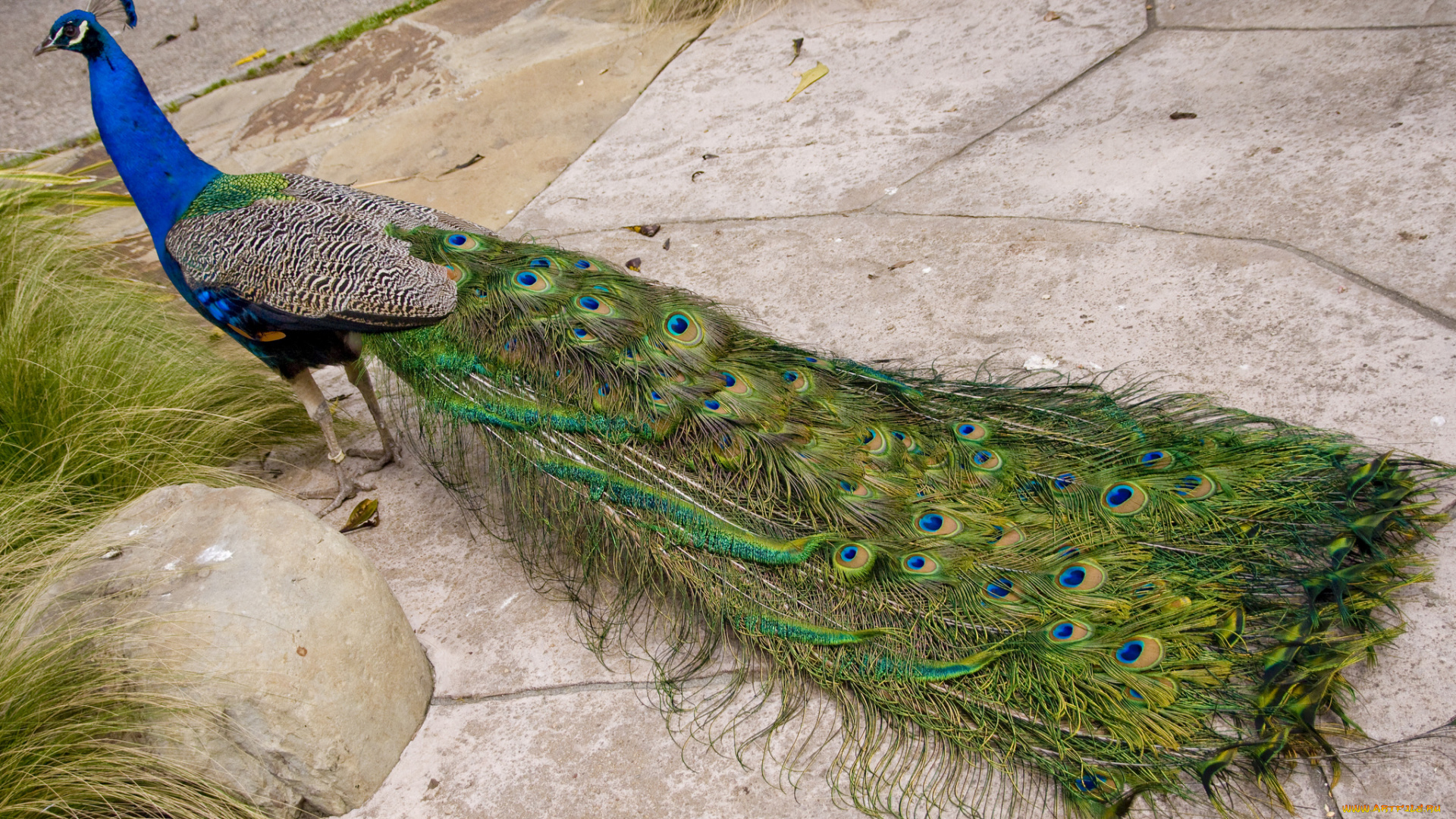 животные, павлины, хвост, перья, павлин