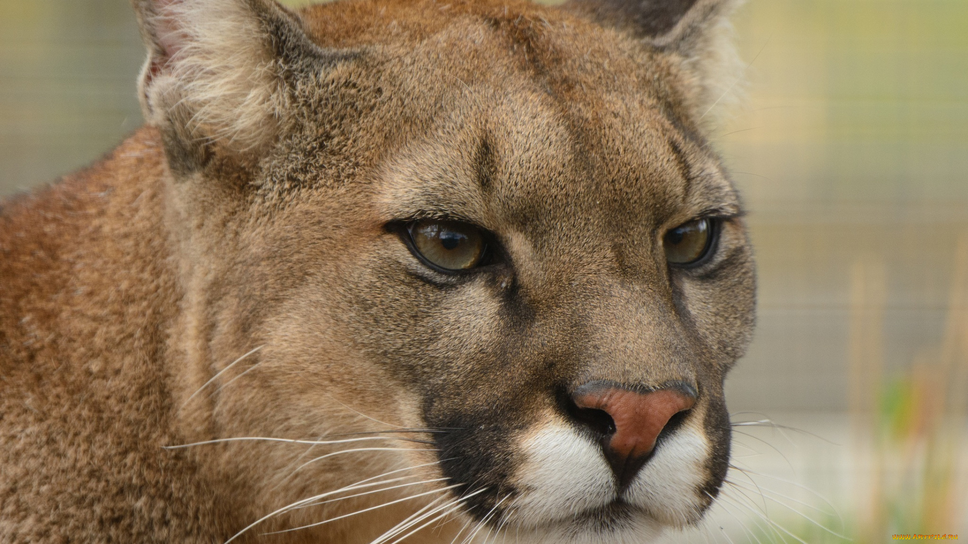 животные, пумы, портрет, морда, кошка, кугуар